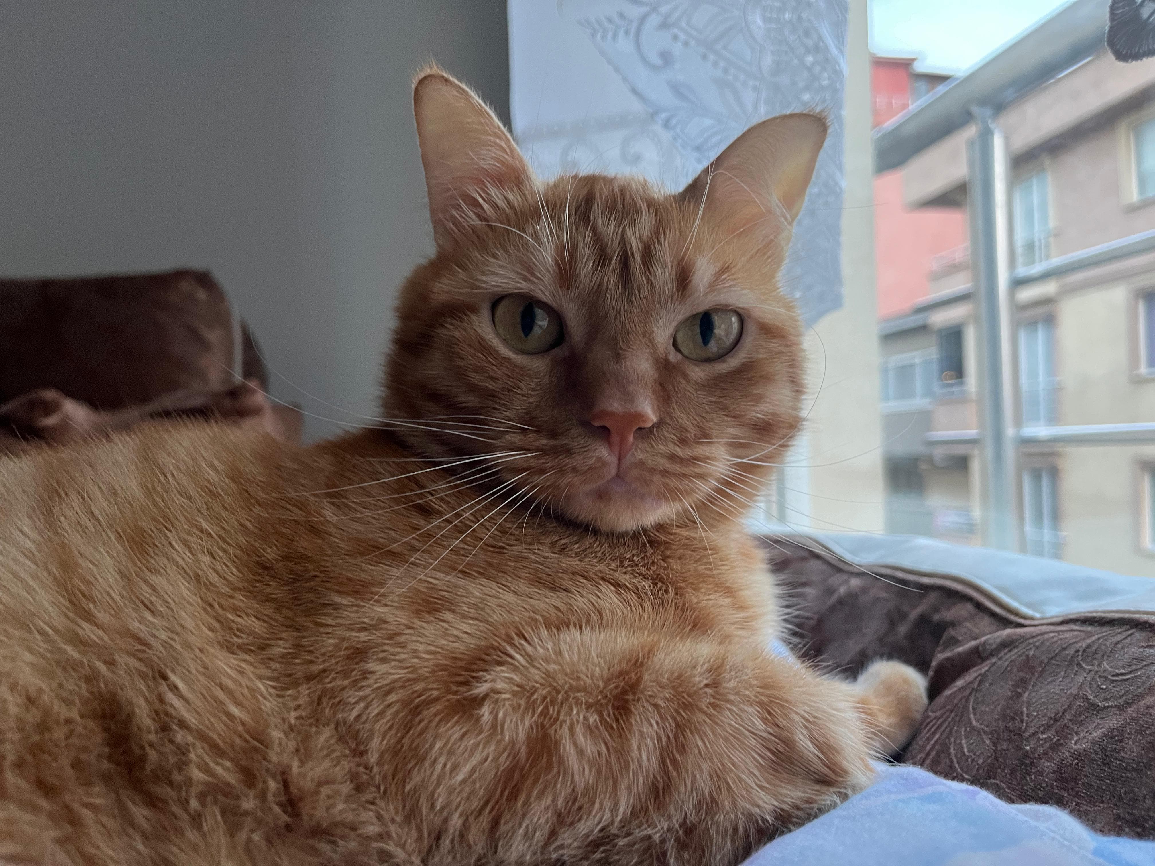 İkna Edemezsin Bakışı