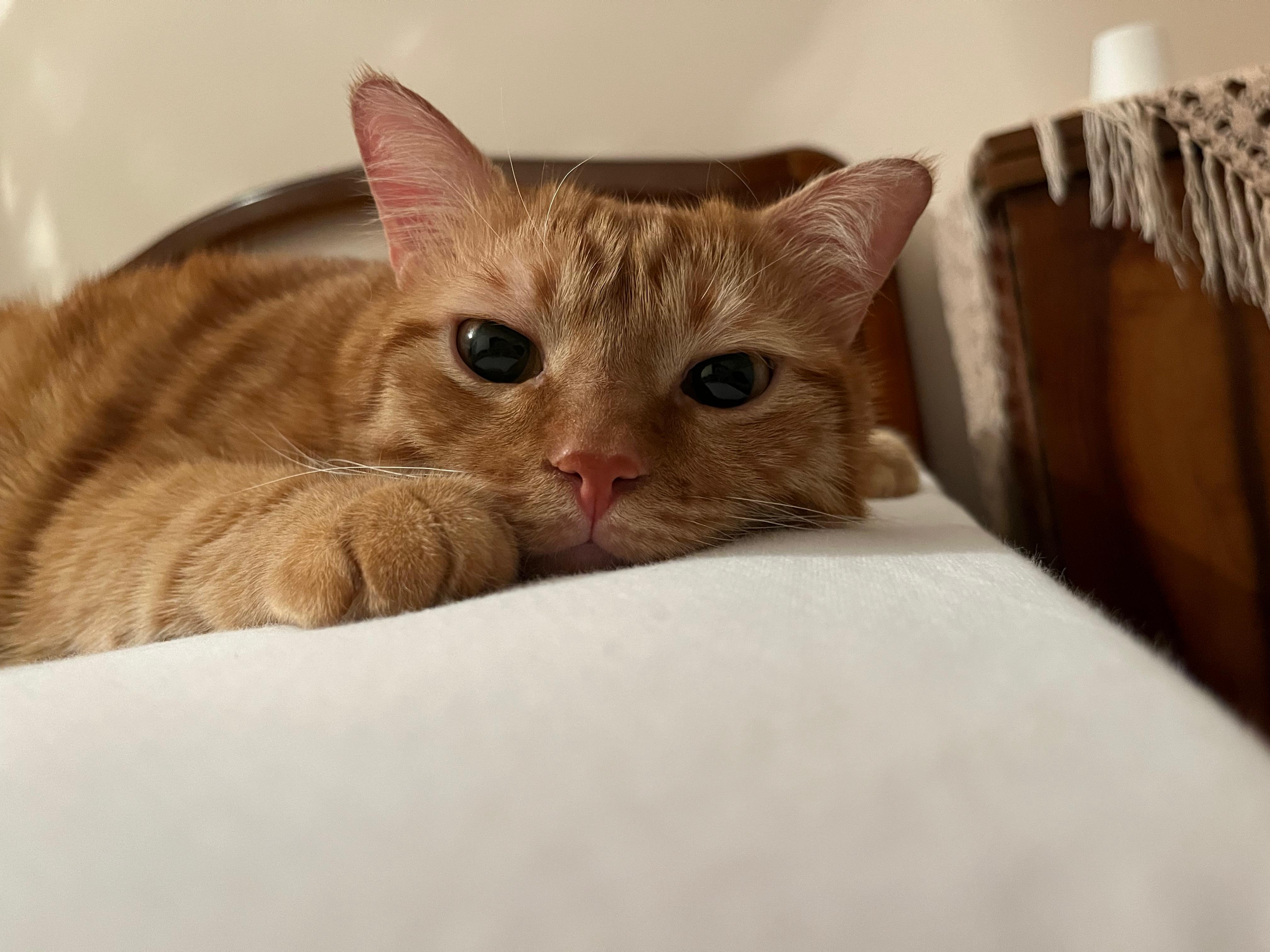 Saf Merakın Görseli